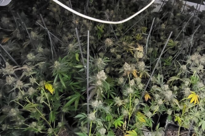Cannabis plants found in a raid