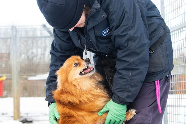 RSPCA's 'brrrilliant' tips to help animals during the winter