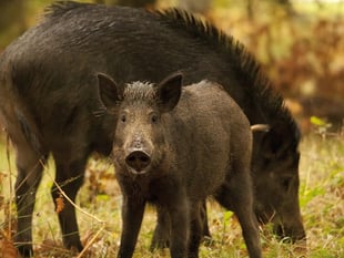 Wyedean residents urged to report gunfire at night amid poaching rise