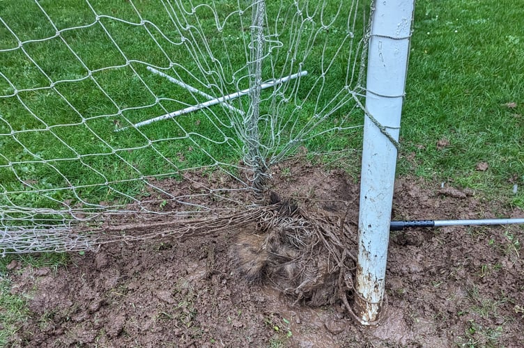 badger in net