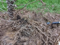 Badger rescued from football net at Wye Valley sports pitch