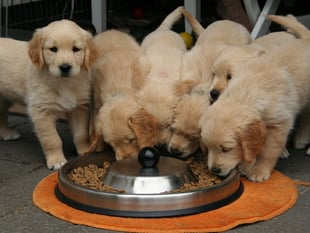 MCC animal welfare officers to work in Torfaen