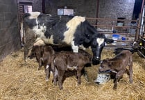 Monmouthshire cow defies odds of 400,000-1 with all-female triplets