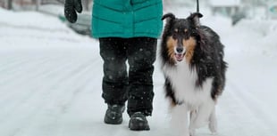 Keep your dog safe in cold weather
