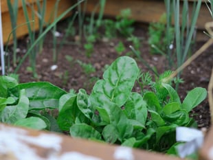 Grant funding available to kickstart community food-growing projects 