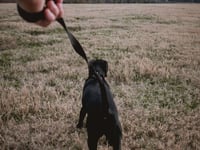 Potential locations across county could face dog exclusion