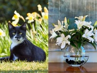 Vet warns cat owners not to buy lilies this Mother’s Day