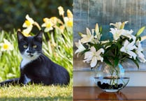 Vet warns cat owners not to buy lilies this Mother’s Day