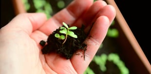Preparation is key to laying out your vegetable plot ahead of planting