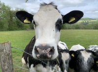
What’s wrong with Monmouthshire milk MCC? 
