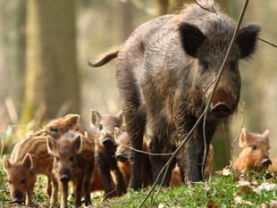 Two men charged with wildlife offences after dead boar found