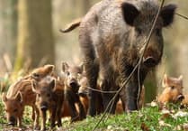 Two men charged with wildlife offences after dead boar found