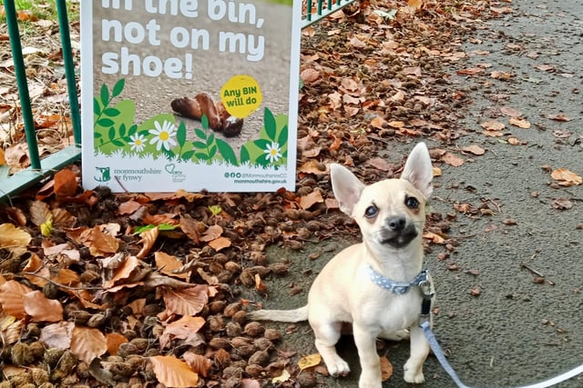 Dog play park and pitch ban approved 