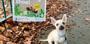 No fines until dog ban signs are put up