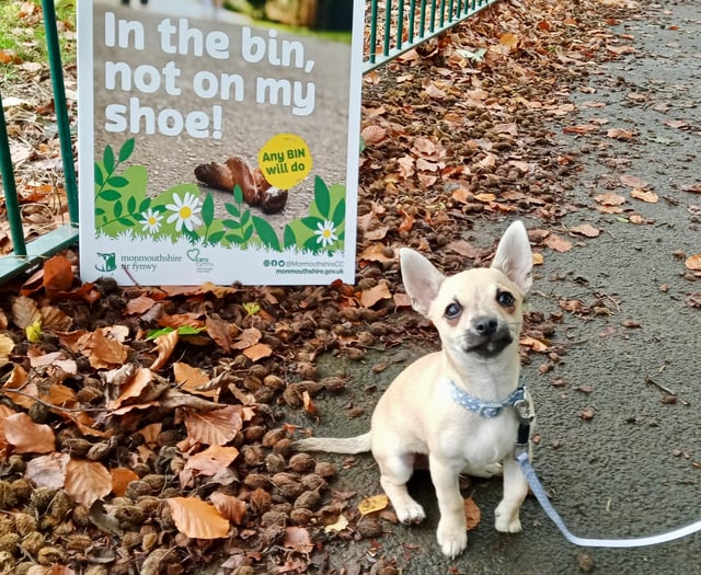 Dog play park and pitch ban approved 