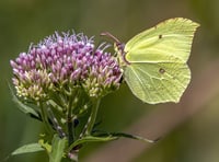 National Garden Scheme sees new gardens open to public across county