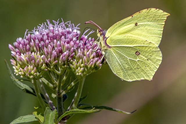 National Garden Scheme sees new gardens open to public across county