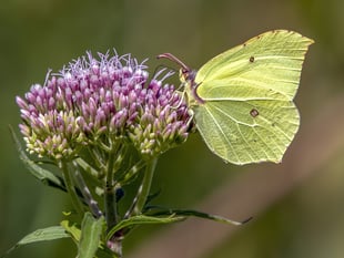 National Garden Scheme sees new gardens open to public across county