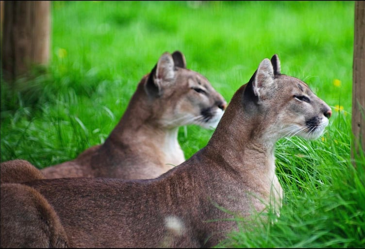 Mountain lions survey their surroundings