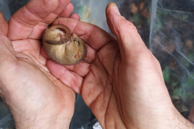 Bridging the gap for dormice in the Forest