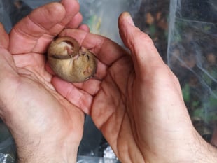 Bridging the gap for dormice in the Forest