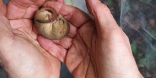 Bridging the gap for dormice in the Forest