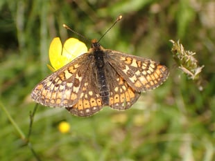 NRW to reduce May mowing to tackle nature crisis