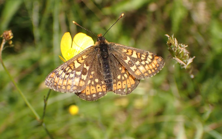 Marsh Fritillary