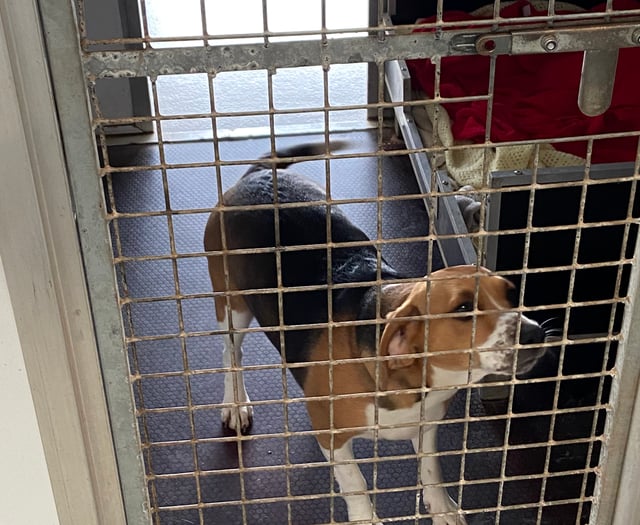 Adopt Don’t Shop: The animals that need forever homes in Monmouthshire