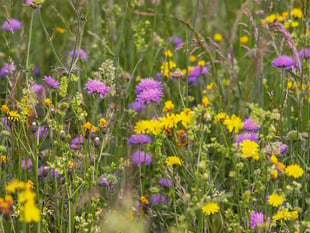 Gardening weekly with Lynne Allbutt
