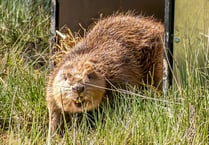 Beavers make a splash in second home 