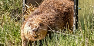Beavers make a splash in second home 