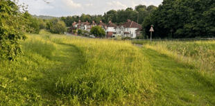Letter to the editor - Council mow orchids