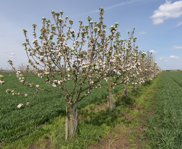 Lloyds Banking Group offers financial aid for agroforestry projects