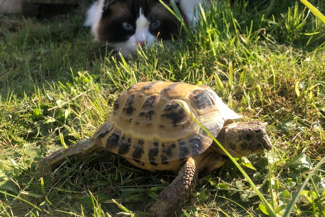 Tortoise and cat prove purr-fect pals