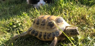 Tortoise and cat prove purr-fect pals