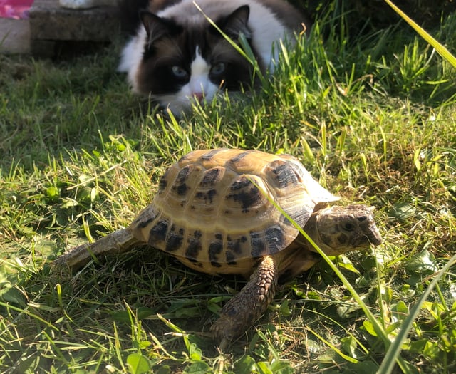 Tortoise and cat prove purr-fect pals