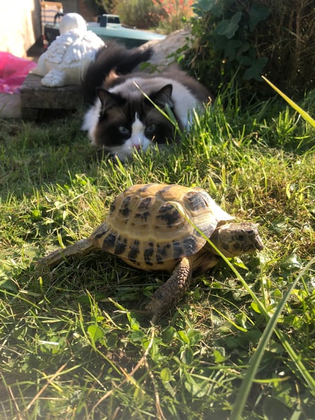 Obi the cat, 6, with Marley the tortoise, 15. A woman's pet tortoise and pet cat developed an incredible bond - and they eat, sleep and play together. Animal lover Hannah Deakin, 31, has had tortoise Marley for 15 years - but introduced a moggie to the clan five years ago. She didn't expect cat Obi, six, to interact much with Marley - and for the first year they were wary of one another. But they began to bond eventually - and now the pair are the best of friends. 