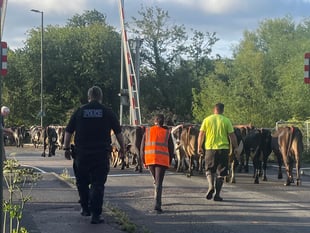 Community effort to moo-ve cows in Lydney