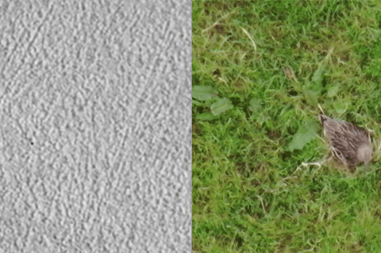 Curlew on Nest Drone Thermal and Zoom