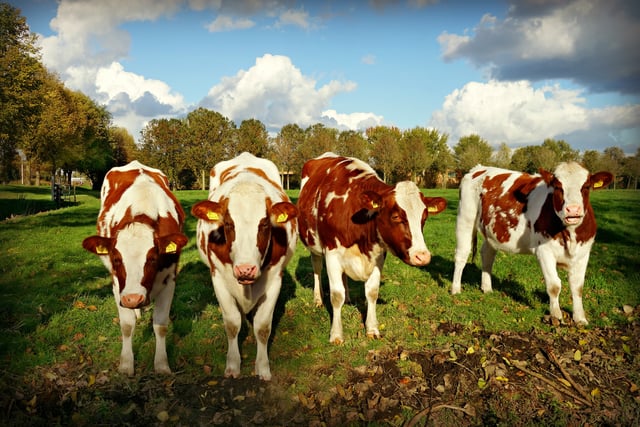 The search begins for Dairy Stockperson of the Year