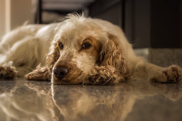 Forest of Dean resident sentenced over animal welfare offences