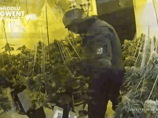 Police raid uncovers cannabis farm in disused town centre premises 