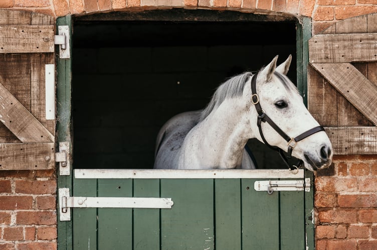 Horse owners in Wales are invited to join a free webinar during World Antimicrobial Resistance Awareness Week