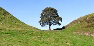 Biblins Youth Campsite to receive Sycamore Gap sapling