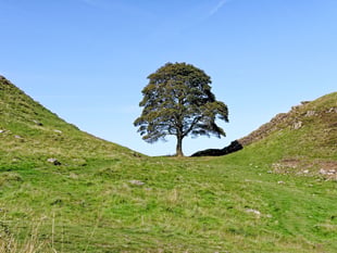 Sycamore Gap tree to live on in Biblins sapling after duo convicted