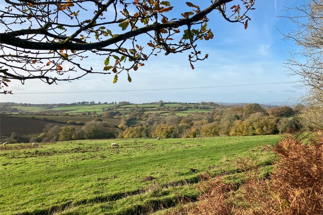 Forestry England buys farmland in the Forest of Dean 

