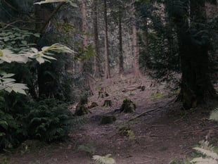 'Common Ground' to screen in Cinderford 