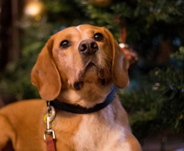 Be prepared for the nightmare after Christmas warns pet charity