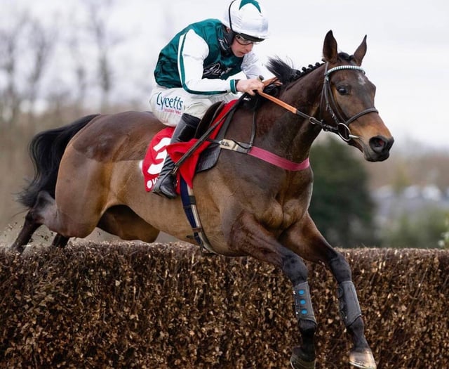 Venetia targets Gold Cup glory with stable duo